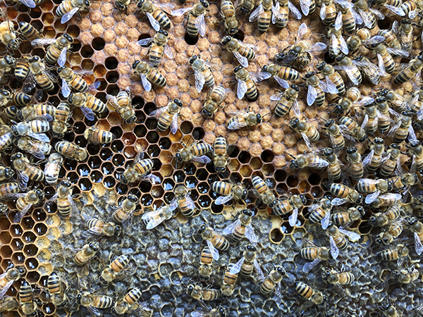 covata api e miele-che cosa ci insegnano le api